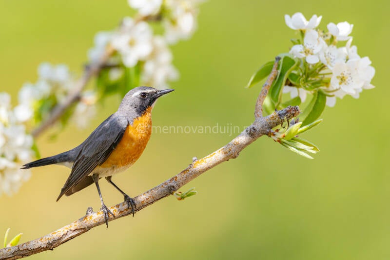 perzische-roodborst-white-throated-robin-irania-gutturalis-0727-standard.jpg