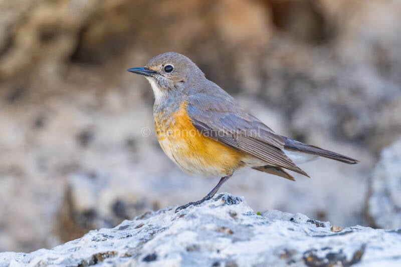 perzische-roodborst-white-throated-robin-irania-gutturalis-5380-standard.jpg