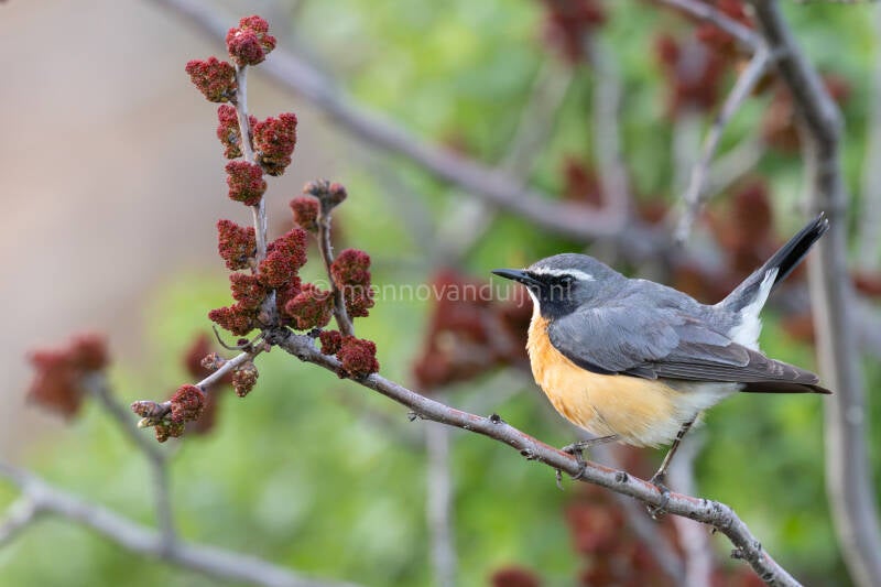 perzische-roodborst-white-throated-robin-irania-gutturalis-6451-standard.jpg