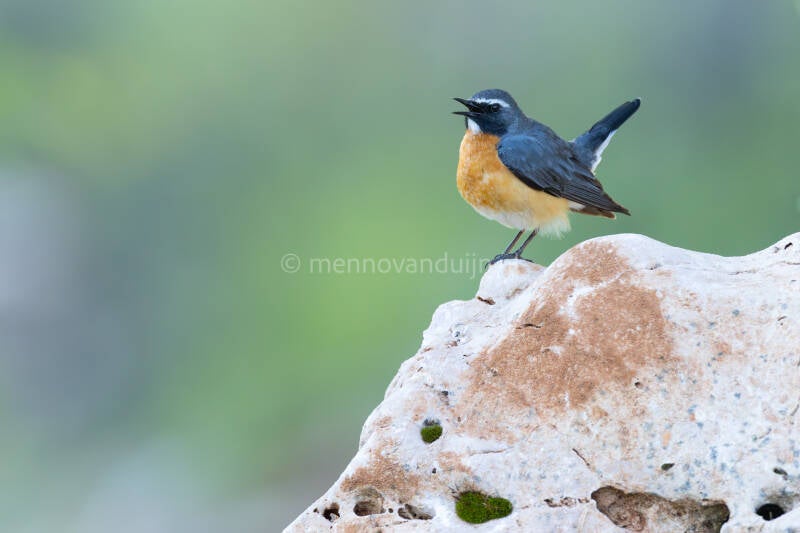 perzische-roodborst-white-throated-robin-irania-gutturalis-6541-standard.jpg