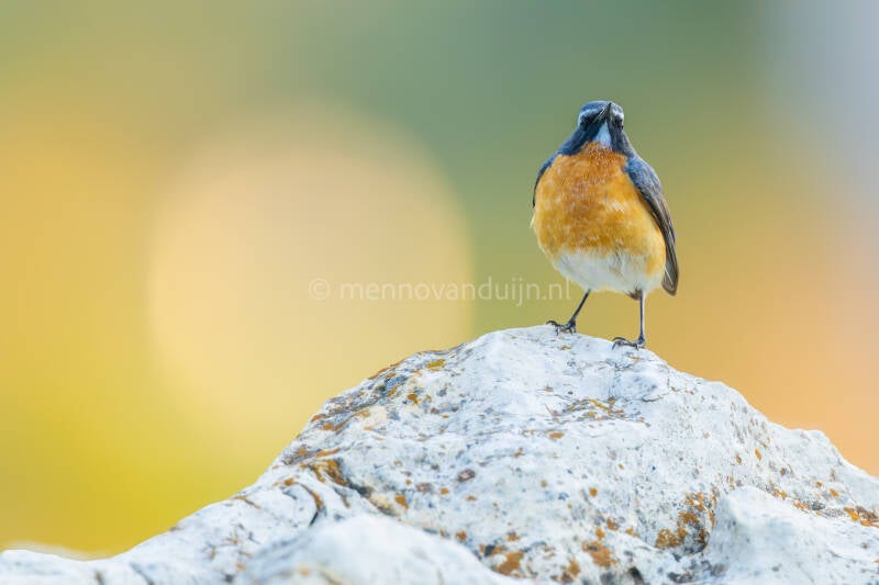 perzische-roodborst-white-throated-robin-irania-gutturalis-6637-standard.jpg