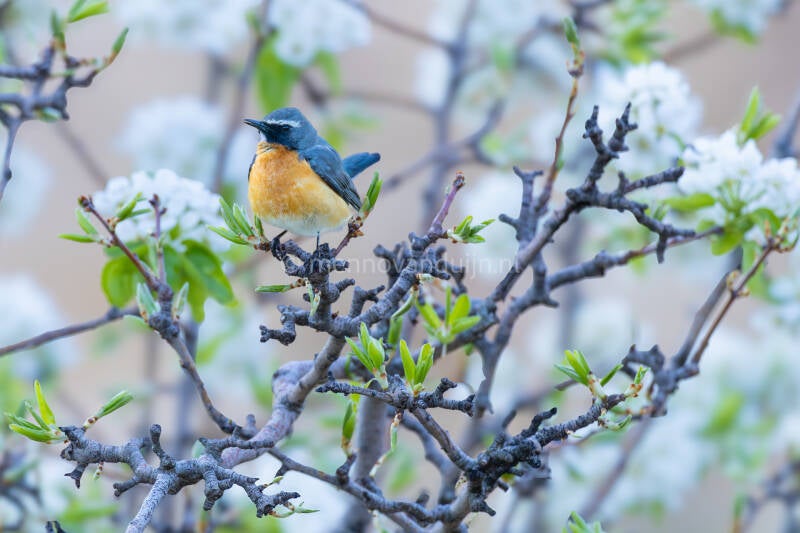 perzische-roodborst-white-throated-robin-irania-gutturalis-6783-standard.jpg