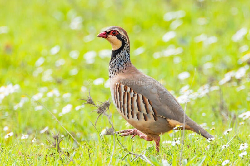 rode-patrijs-red-legged-partridge-alectoris-rufa-6855-standard.jpg