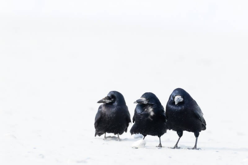roek-rook-corvus-frugilegus-3-standard.jpg