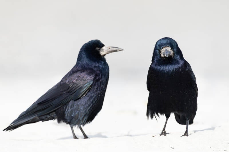roek-rook-corvus-frugilegus-35-standard.jpg