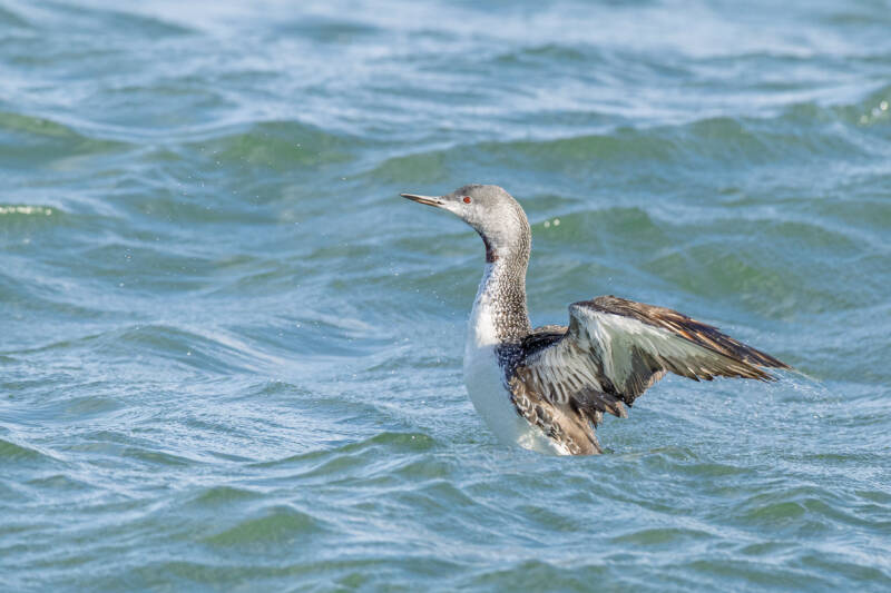 roodkeelduiker-red-throated-diver-gavia-stellata-36-standard.jpg