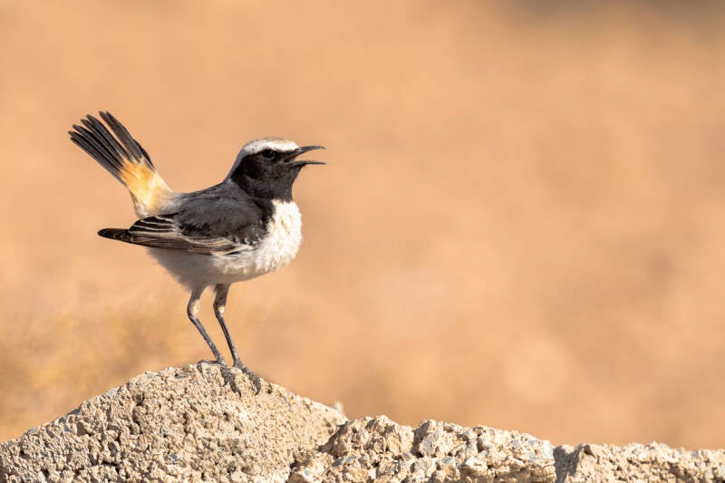 roodstuittapuit-red-rumped-wheatear-oenanthe-moesta-7443-standard-90spls.jpg
