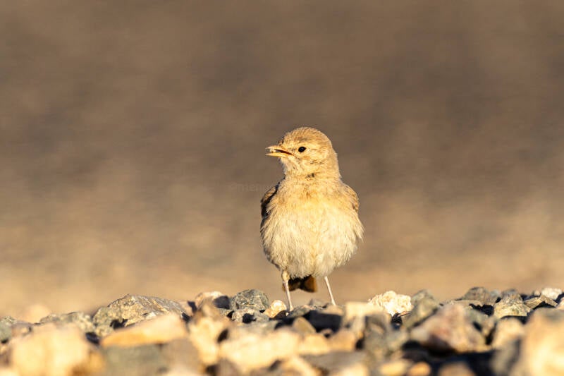 rosse-woestijnleeuwerik-bar-tailed-desert-lark-ammomanes-cincturus-7030-standard.jpg