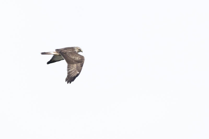 ruigpootbuizerd-rough-legged-buzzard-buteo-lagopus-27-standard.jpg