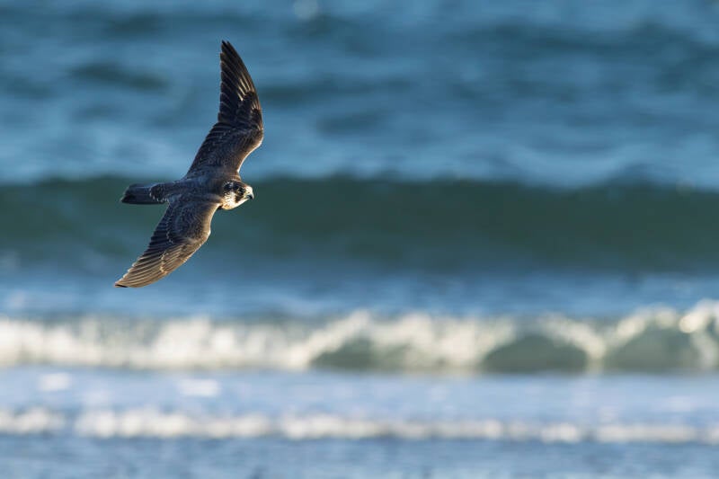 slechtvalk-peregrine-falcon-falco-peregrinus-7-standard.jpg