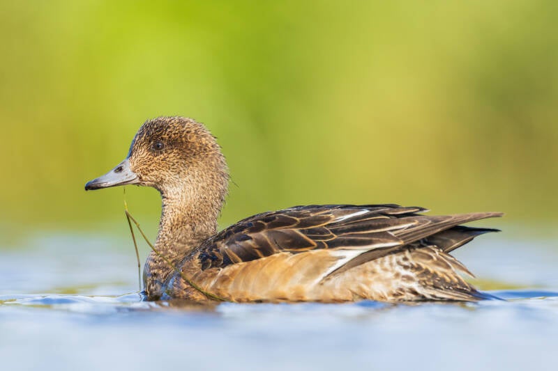 smient-eurasian-wigeon-anas-penelope-33-standard.jpg