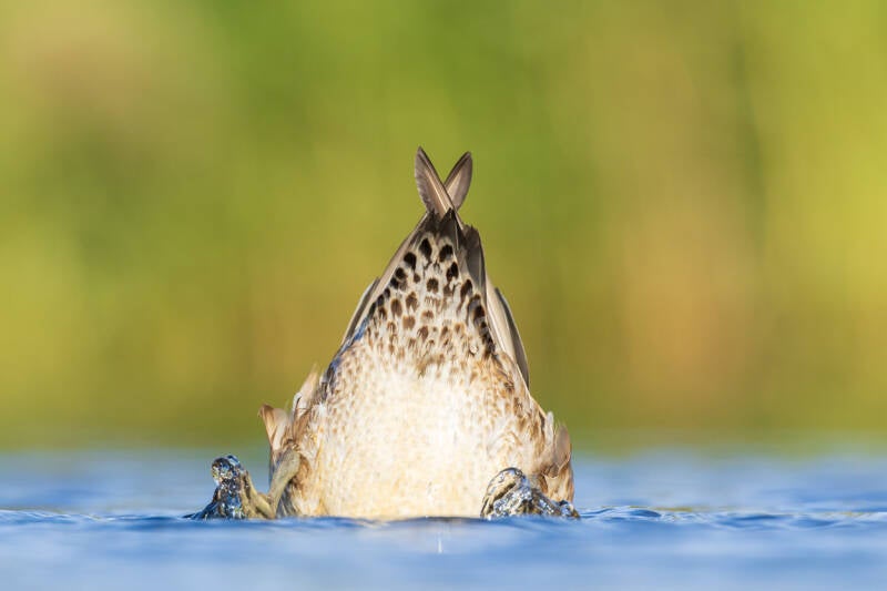 smient-eurasian-wigeon-anas-penelope-47-standard.jpg