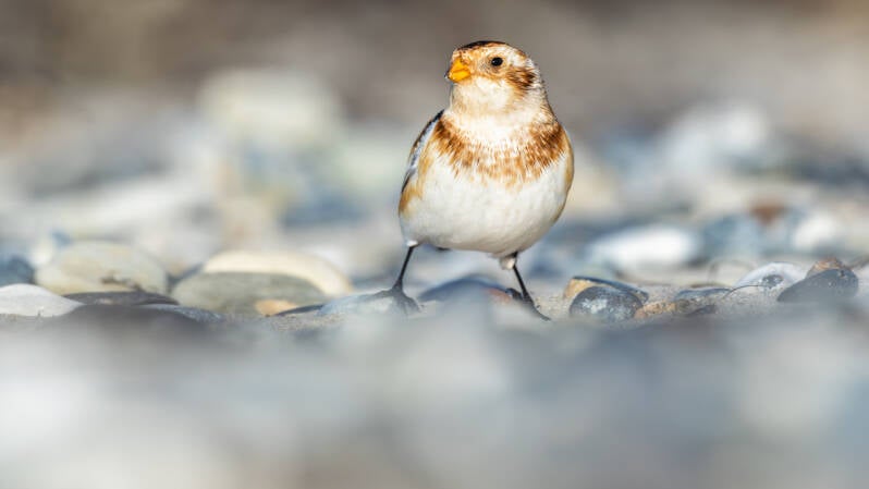 sneeuwgors-snow-bunting-plectrophenax-nivalis-120-standard.jpg