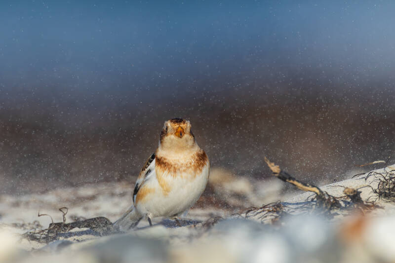 sneeuwgors-snow-bunting-plectrophenax-nivalis-17-standard.jpg