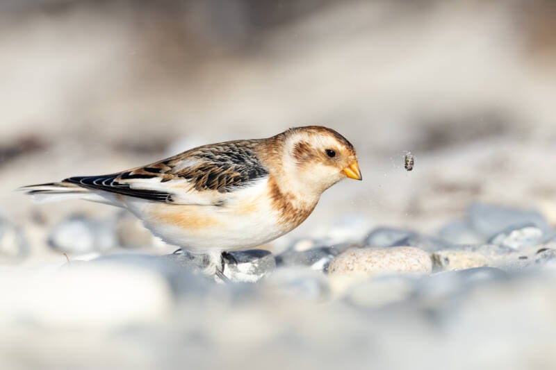sneeuwgors-snow-bunting-plectrophenax-nivalis-60-standard.jpg
