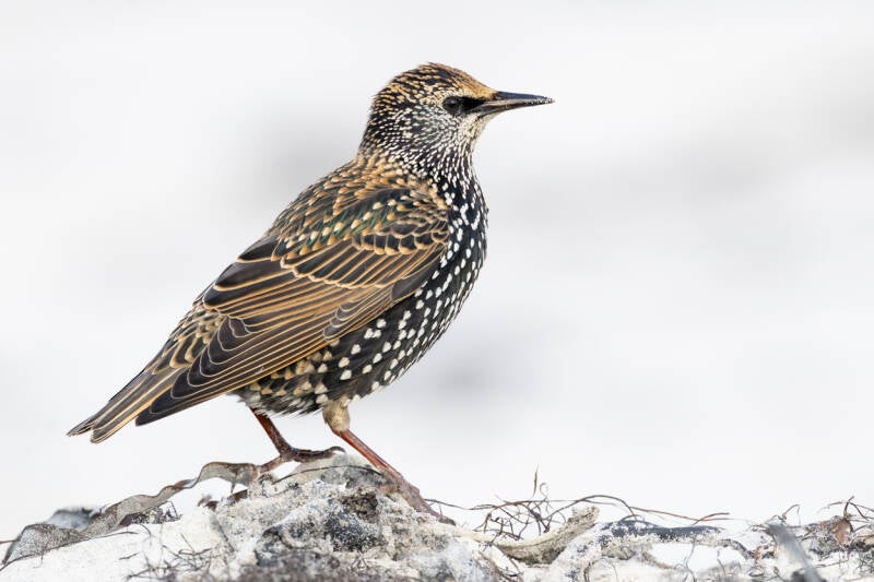 spreeuw-common-starling-sturnus-vulgaris-101-standard.jpg