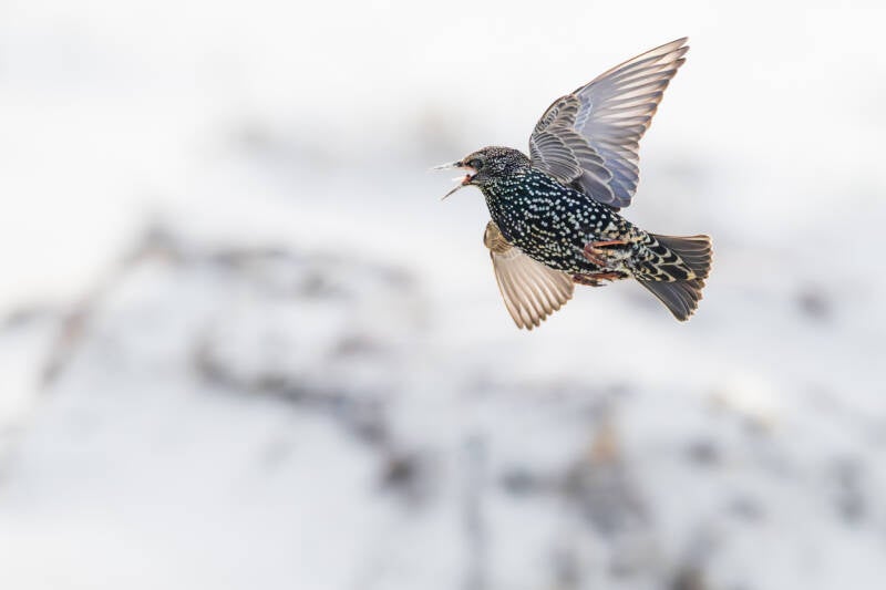 spreeuw-common-starling-sturnus-vulgaris-15-standard.jpg