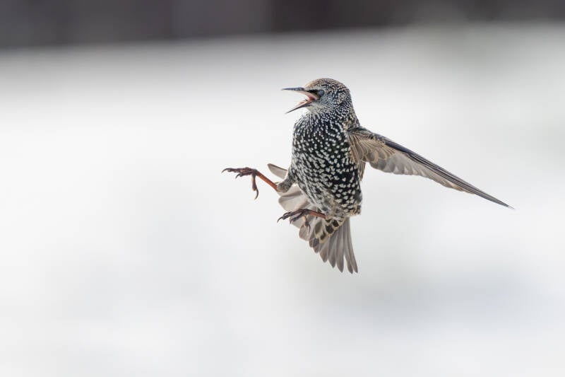 spreeuw-common-starling-sturnus-vulgaris-35-standard.jpg