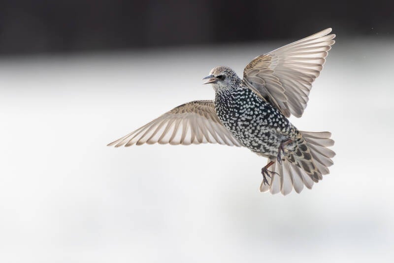 spreeuw-common-starling-sturnus-vulgaris-40-standard.jpg