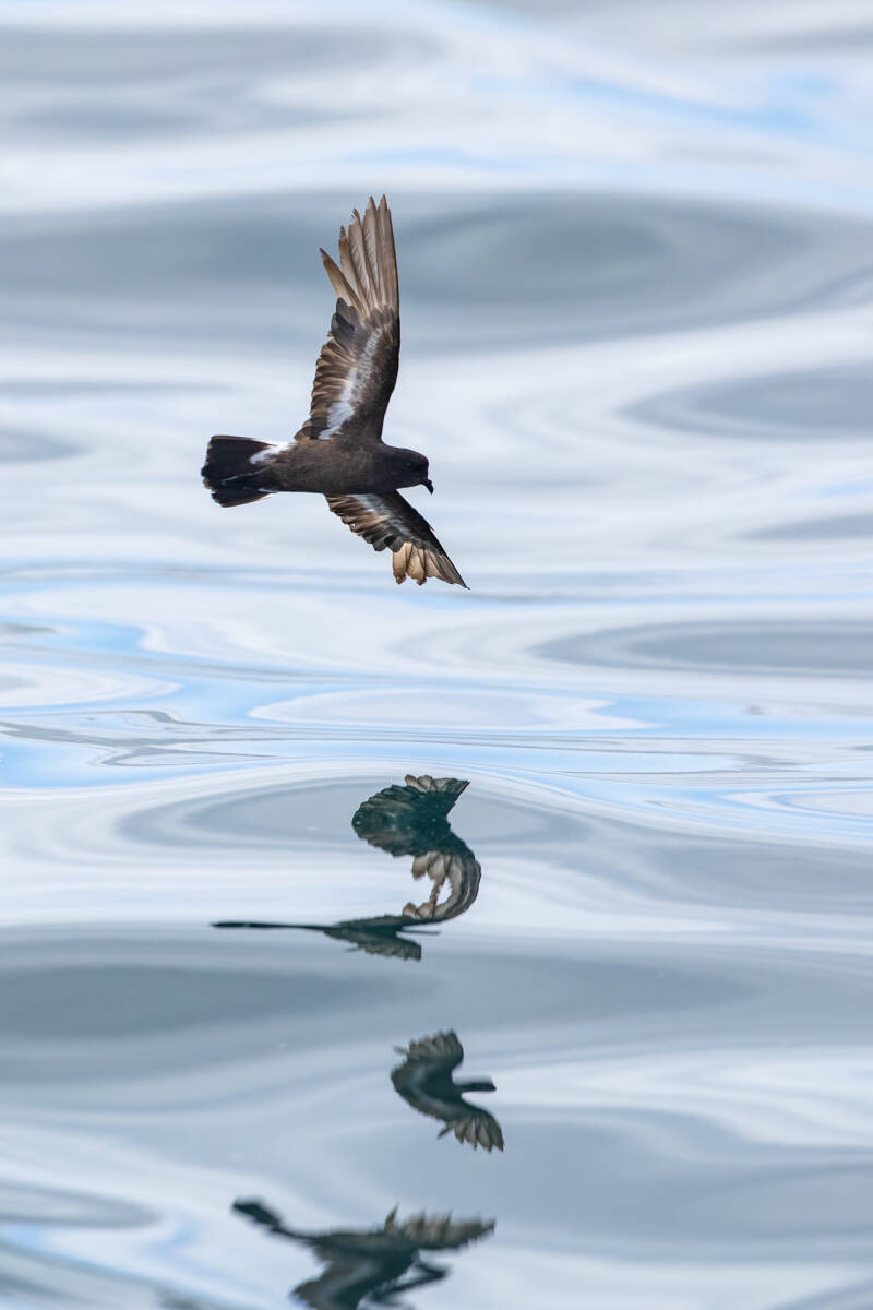 stormvogeltje-european-storm-petrel-hydrobates-pelagicus-9432-standard.jpg