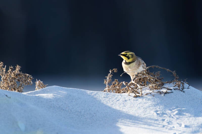 strandleeuwerik-shore-lark-eremophila-alpestris-103-standard.jpg