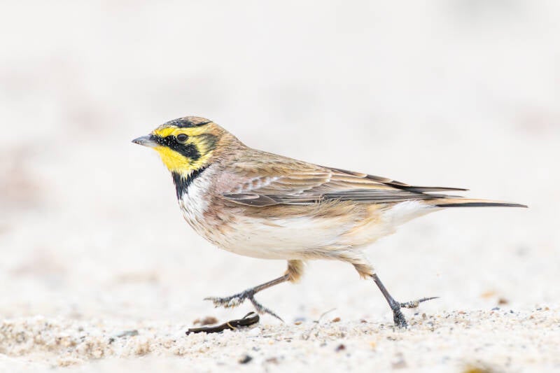 strandleeuwerik-shore-lark-eremophila-alpestris-11-standard.jpg