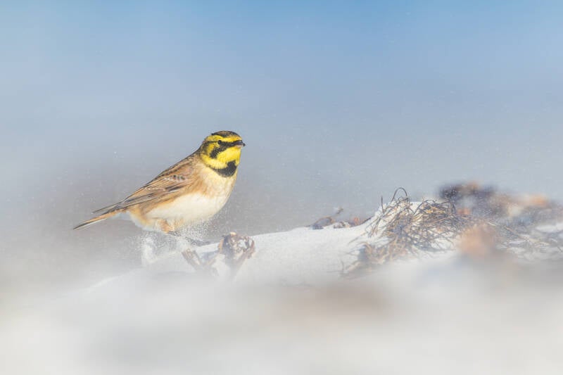 strandleeuwerik-shore-lark-eremophila-alpestris-15-standard.jpg