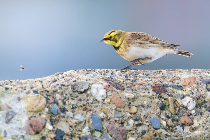 strandleeuwerik-shore-lark-eremophila-alpestris-214-standard.jpg