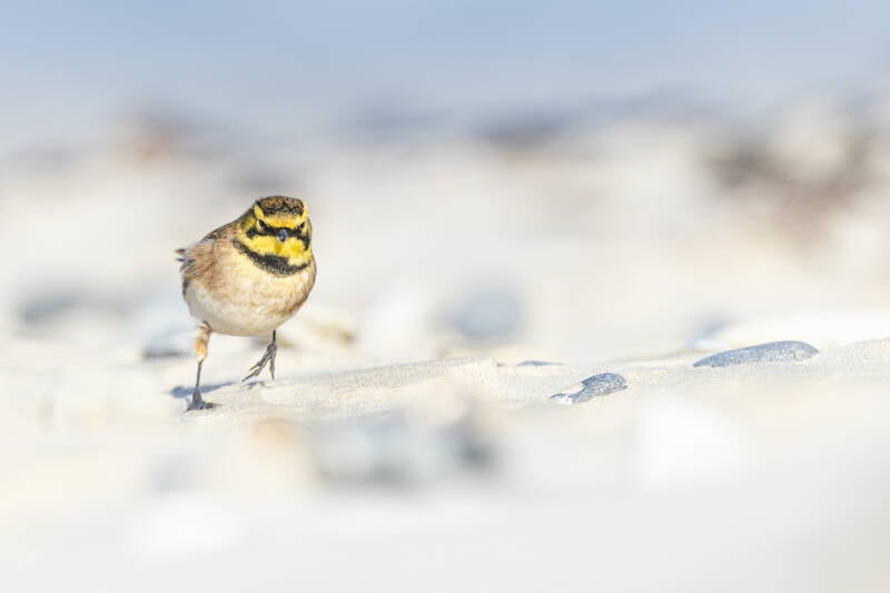 strandleeuwerik-shore-lark-eremophila-alpestris-47-standard.jpg
