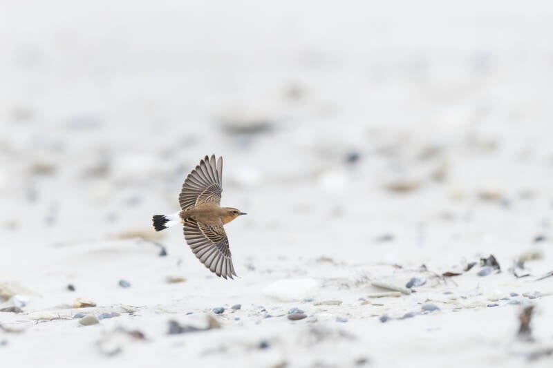 tapuit-northern-wheatear-oenanthe-oenanthe-102-standard.jpg