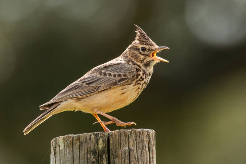 theklaleeuwerik-thekla-lark-galeridae-theklae-theresae-6932-standard-2q95ck.jpg