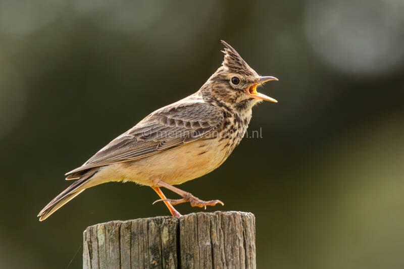 theklaleeuwerik-thekla-lark-galeridae-theklae-theresae-6932-standard.jpg