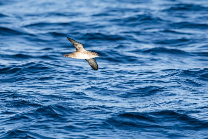 vale-pijlstormvogel-balearic-shearwater-puffinus-mauretanicus-6939-standard.jpg