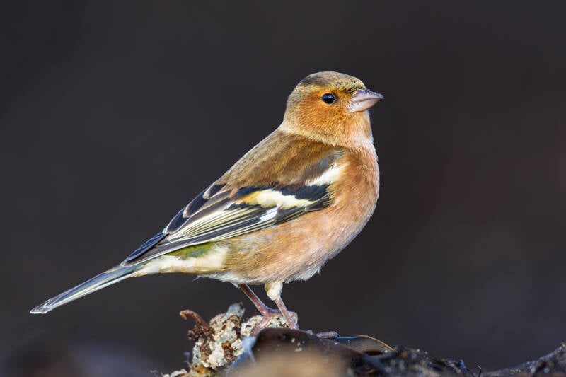 vink-common-chaffinch-fringilla-coelebs-36-standard.jpg