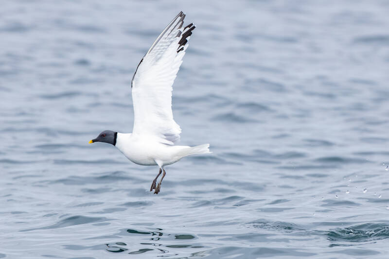 vorkstaartmeeuw-sabine-s-gull-xema-sabini-0913-standard.jpg