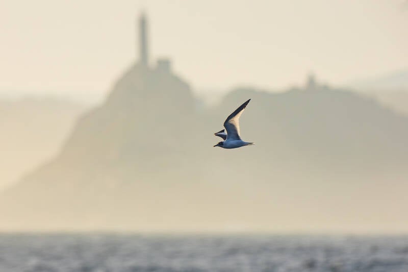 vorkstaartmeeuw-sabine-s-gull-xema-sabini-6328-standard.jpg