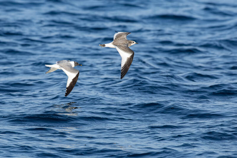 vorkstaartmeeuw-sabine-s-gull-xema-sabini-6868-standard.jpg