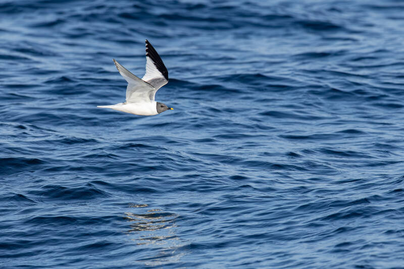 vorkstaartmeeuw-sabine-s-gull-xema-sabini-7264-standard.jpg