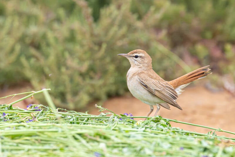westelijke-rosse-waaierstaart-western-rufous-tailed-scrub-robin-cercotrichas-galactotes-galactotes-3089-enhanced-nr-standard.jpg