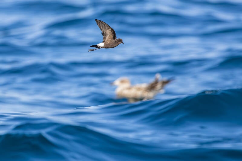 wilson-s-stormvogeltje-wilson-s-storm-petrel-oceanites-oceanic-0253-standard.jpg
