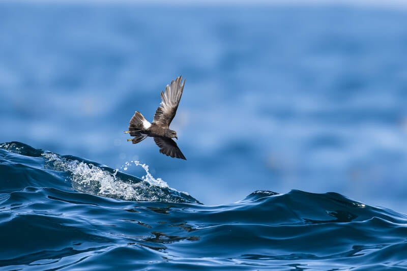 wilson-s-stormvogeltje-wilson-s-storm-petrel-oceanites-oceanic-0392-standard.jpg
