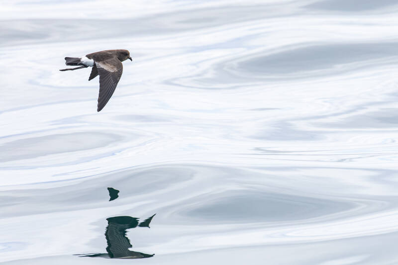 wilson-s-stormvogeltje-wilson-s-storm-petrel-oceanites-oceanic-0602-standard.jpg