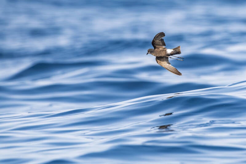 wilson-s-stormvogeltje-wilson-s-storm-petrel-oceanites-oceanic-8578-standard.jpg