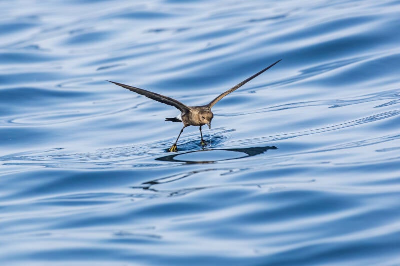 wilson-s-stormvogeltje-wilson-s-storm-petrel-oceanites-oceanic-9844-standard.jpg