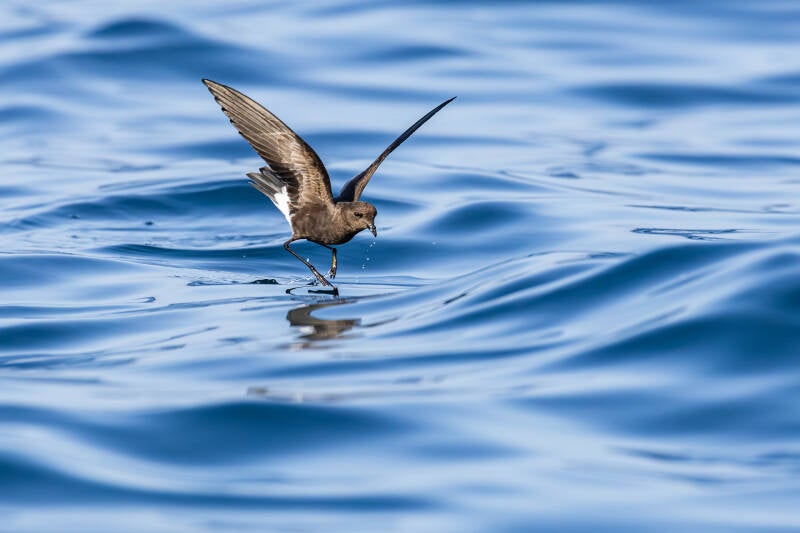 wilson-s-stormvogeltje-wilson-s-storm-petrel-oceanites-oceanic-9874-standard.jpg