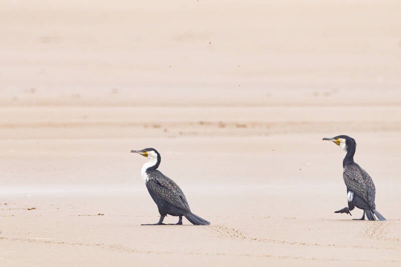 witborstaalscholver-white-breasted-cormorant-phalacrocorax-lucidus-3417-standard.jpg