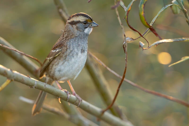witkeelgors-white-throated-sparrow-zonotrichia-albicollis-1044-standard.jpg