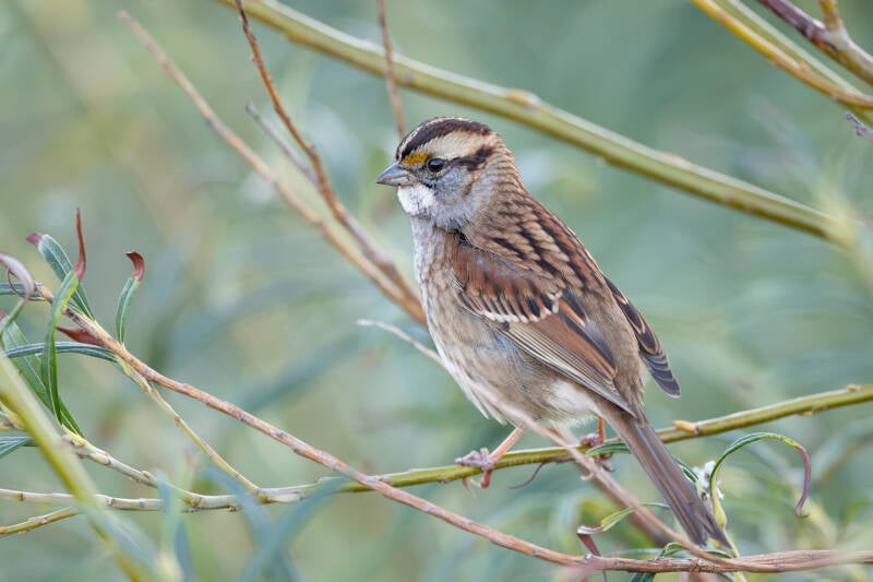 witkeelgors-white-throated-sparrow-zonotrichia-albicollis-1096-standard.jpg
