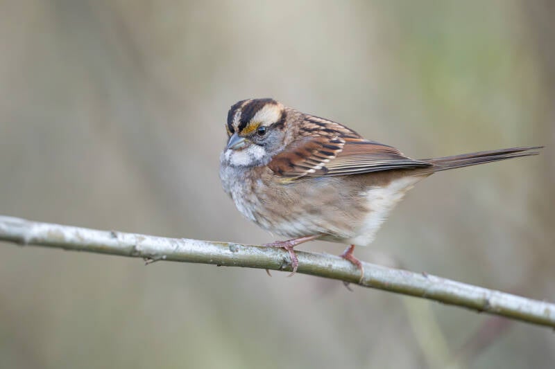 witkeelgors-white-throated-sparrow-zonotrichia-albicollis-1176-standard-vah8m1.jpg