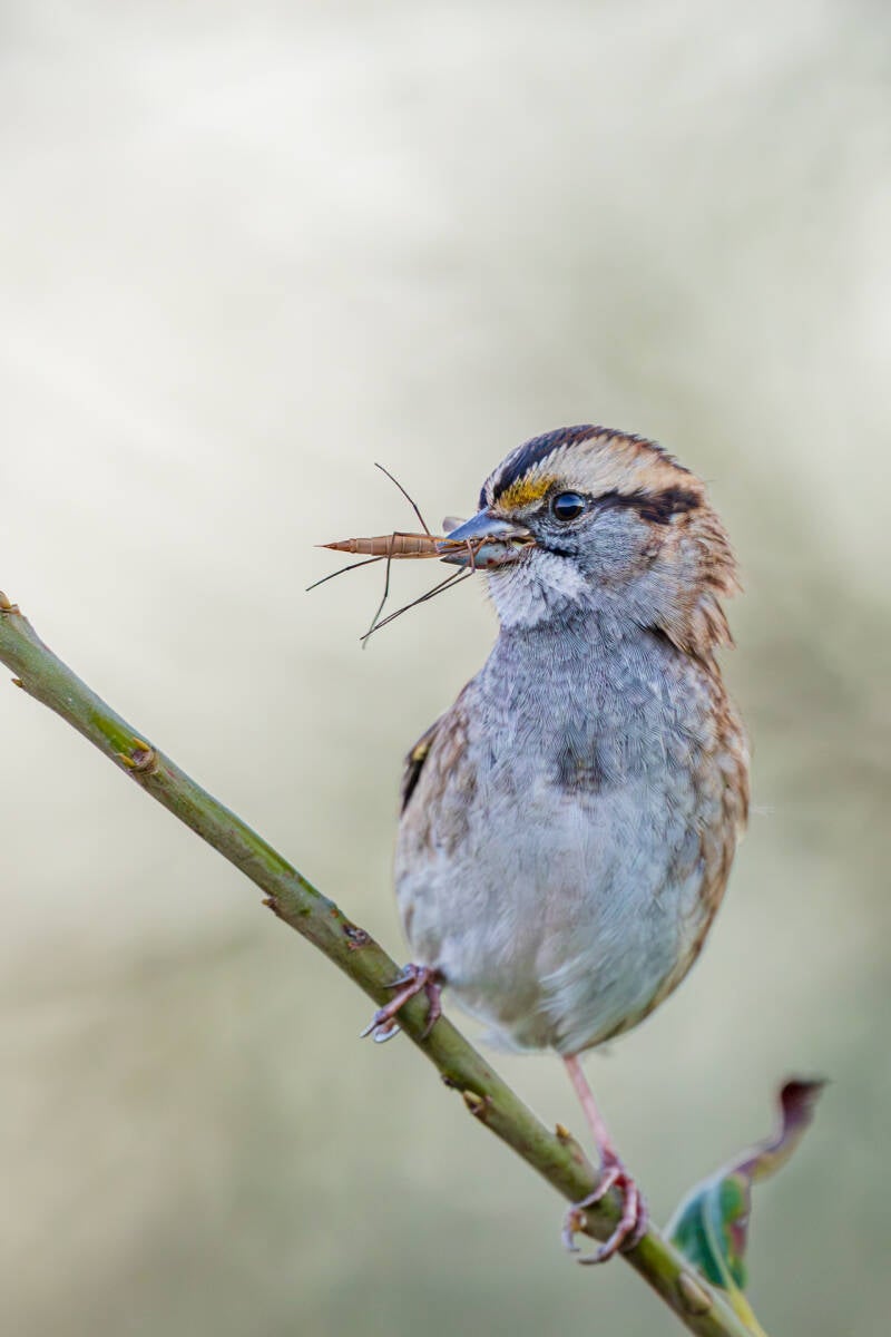 witkeelgors-white-throated-sparrow-zonotrichia-albicollis-1331-standard.jpg